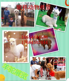 高青海洋生物展覽海獅表演全國演出