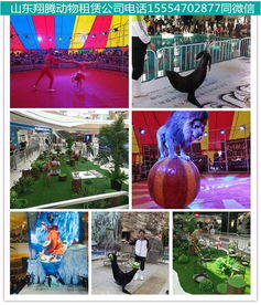 高密馬戲團出租活動現(xiàn)場氣氛爆棚