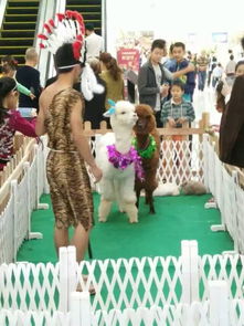 上猶縣羊駝出租 專業矮馬租賃公司 駱駝出售最低價格