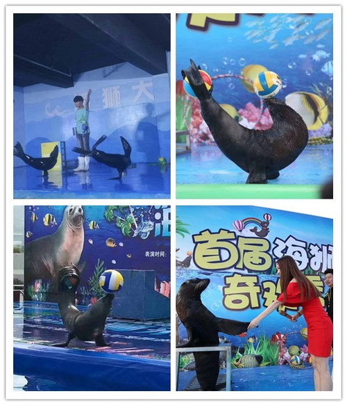 建德百鳥展鸚鵡表演出租合作共贏