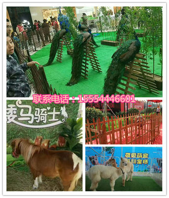 附近哪有馬戲團表演出租都勻市人員雜技租賃