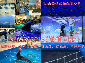 深圳出租環(huán)球飛車表演