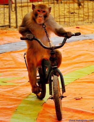 馬戲藝術(shù)節(jié)馬戲團表演馬戲團商演出租用