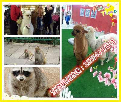 澳洲進(jìn)口羊駝、矮馬哪里有賣的、武穴市_動(dòng)物表演出租_馬戲團(tuán)動(dòng)物表演_羊駝租賃_山東金鵬珍禽養(yǎng)殖場(chǎng) - 商國(guó)互聯(lián)網(wǎng)