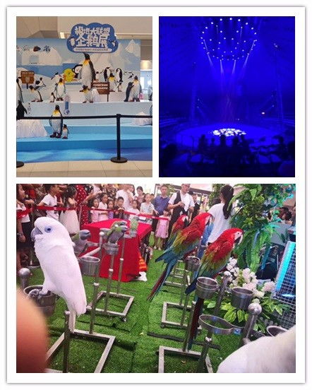 清鎮(zhèn)市馬戲團(tuán)表演出租與周邊合作指南