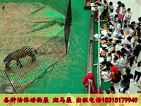 馬戲團(tuán)表演出租、獅虎表演及冰雕展出租賃全方位指南